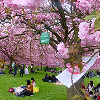 Hanami, la floraison des cerisiers au Japon.