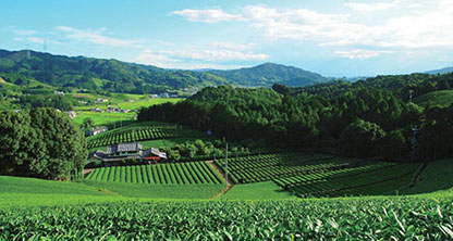 Les jardins de thé du Japon