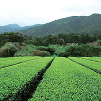 Thé vert Gyokuro - Considéré comme l'un des meilleurs thés japonais