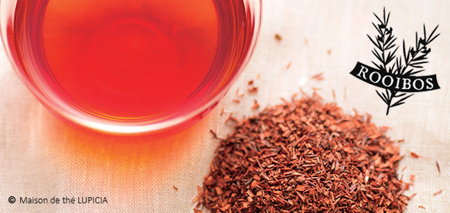 Rooibos, une plante miraculeuse Rooibos, une plante miraculeuse