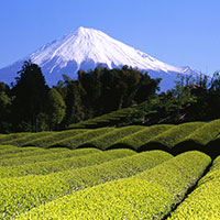 Les jardins de thé du Japon