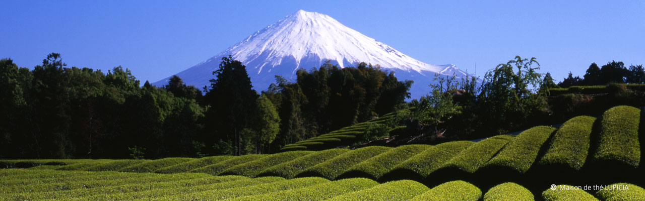 Les jardins de thé du Japon