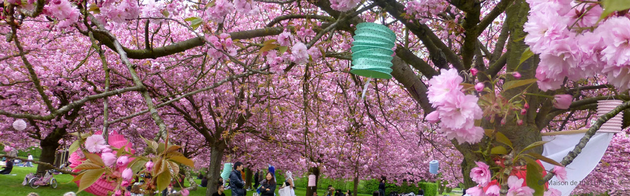 Hanami, la floraison des cerisiers au Japon.