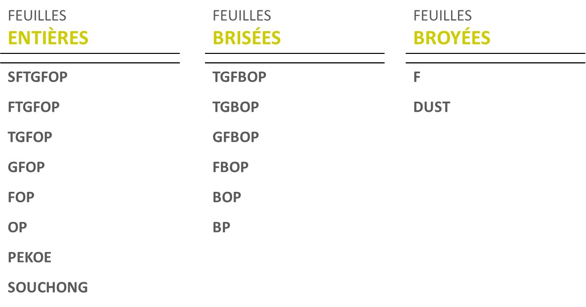 Grades des thés - Classification des thés