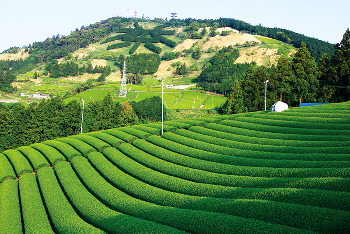 À PROPOS DU JARDIN DE THÉ KAKEGAWA