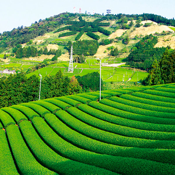 Les Jardins de Kakegawa - Th&eacute;s noirs wakocha du Japon