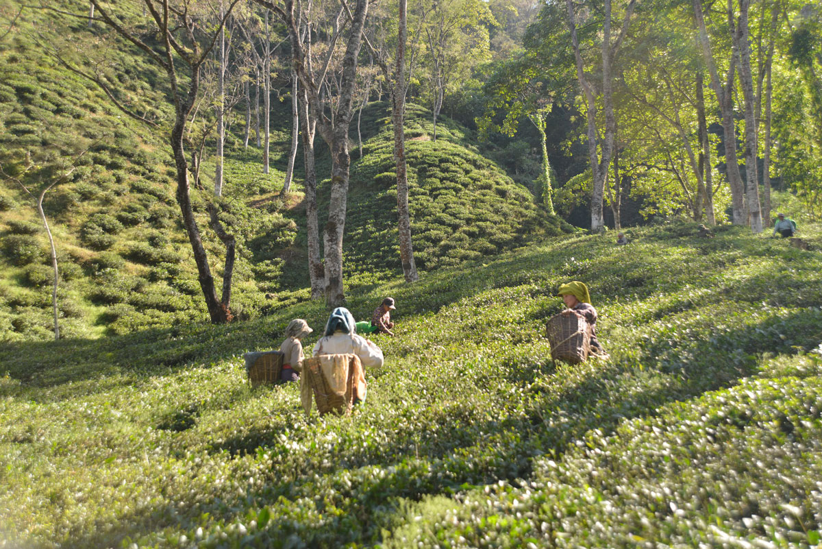 À PROPOS DU JARDIN DE THÉ TUMSONG