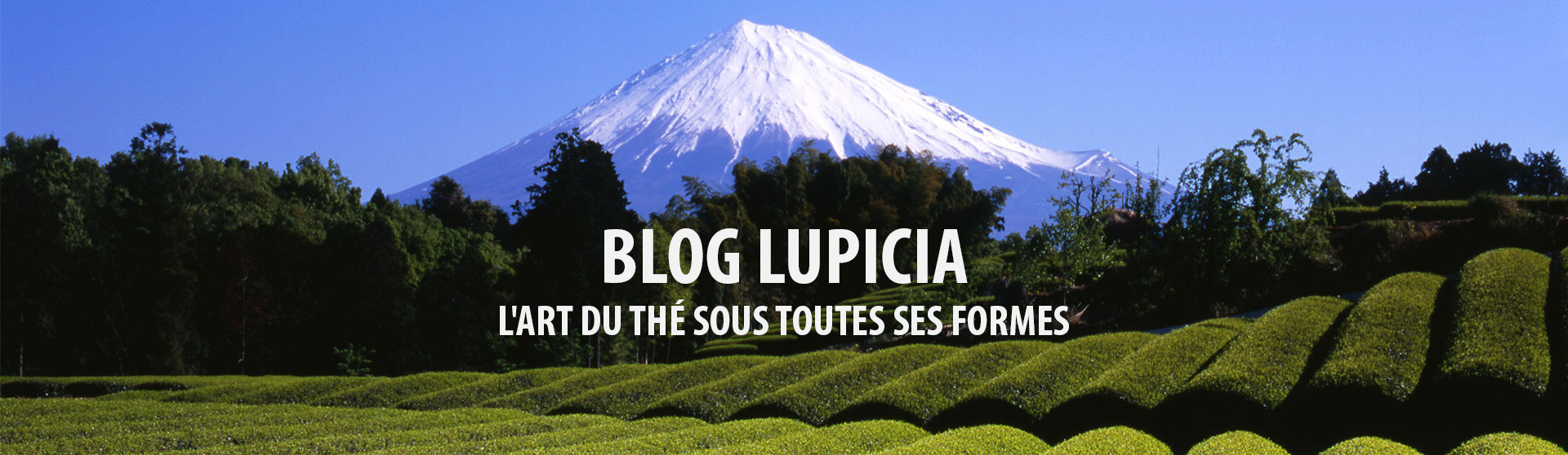 Blog LUPICIA. Le thé sous toutes ses formes.